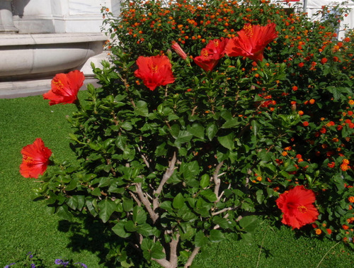 Hibiscus blooming; 2 Oktober 2011.